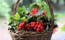 Quels fruits mettre ensemble?